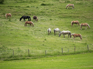 Naklejka na ściany i meble Horses of different breeds on the pasture