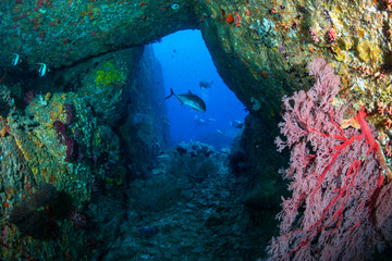 Fototapeta na wymiar Colorful, healthy tropical coral reef
