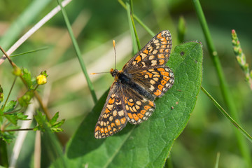 Marsh fritillary butterfly on fern in summer , Cornwall, UK