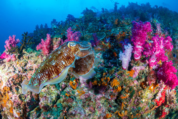 Colorful mating Pharaoh Cuttlefish on a tropical coral reef