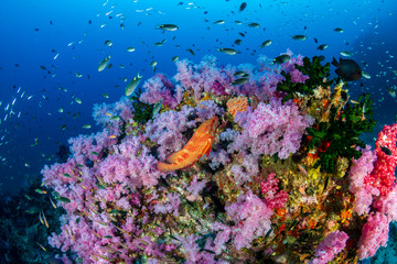 Colorful, healthy tropical coral reef