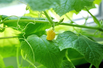 young first cucumber flowers. cucumber leaf in the greenhouse.
