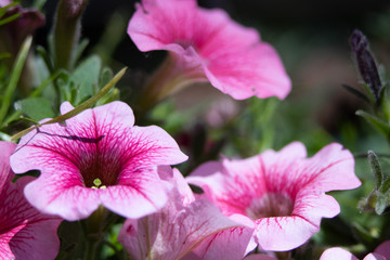 Lovely colorful flowers.