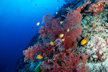 Fototapeta na wymiar Colorful tropical fish on a coral reef