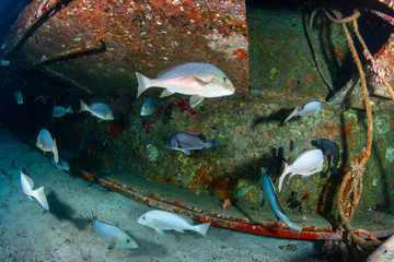 Large fish swim around an old underwater shipwreck
