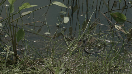 Freeze grass snake, natrix on pond with duckweed