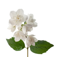 Obraz premium branch of jasmine flowers isolated on white background