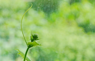 young first cucumber flowers head and mustache