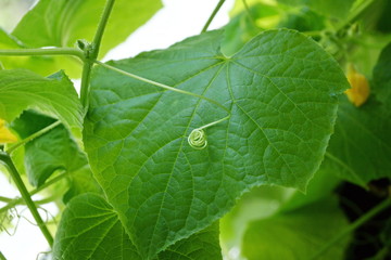 cucumber mustache. sheet of cucumber in the greenhouse r.