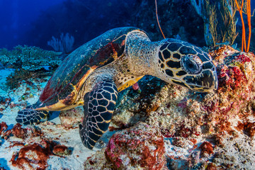 Hawksbill Sea Turtle feeding on a tropical coral reef