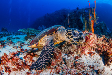 Naklejka na ściany i meble Hawksbill Sea Turtle feeding on a tropical coral reef