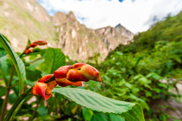 Macro closeup of a red flower bud with Peruvian mountains background near Machu Picchu