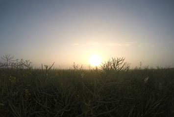 Obraz premium dawn over the field