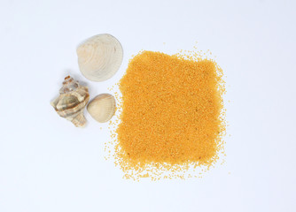 Shell on white background