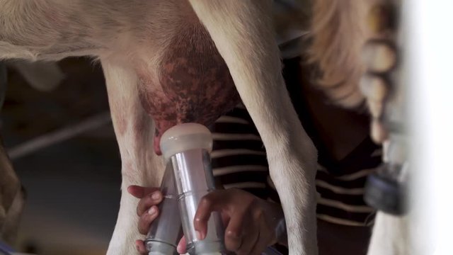 Farm Employee Attaches Milking Machine to Goat Udders
