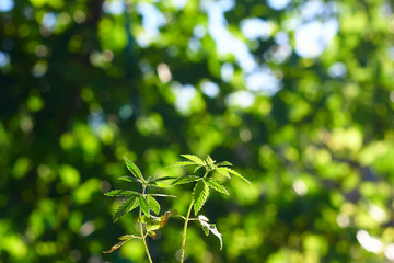 Small young green cannabis sprouts grow in street on blurred background with beautiful bokeh