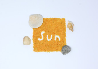 Shell on white background