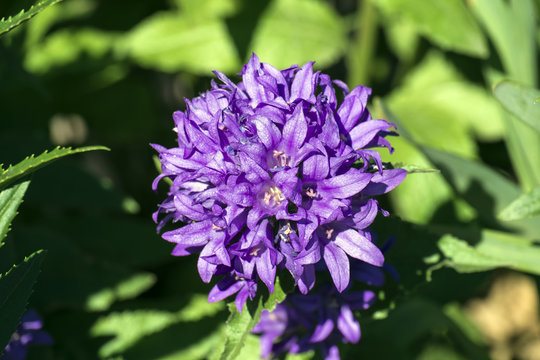 Purple flower ball of clustered bellflower (Campanula glomerata)