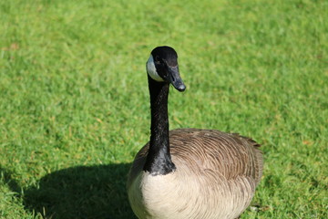 Canadian Goose