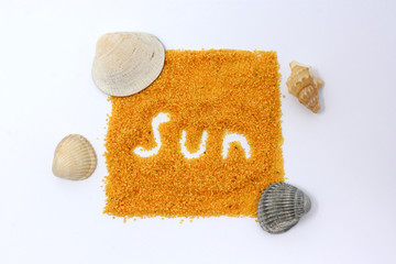 Shell on white background