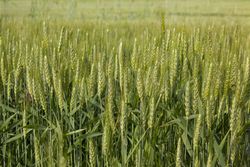 Polinating green winter wheat heads.