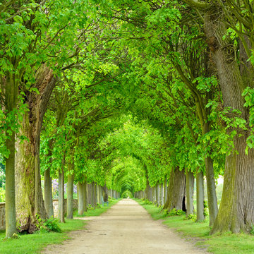 Park mit tunnelartiger Lindenallee im Fr&uuml;hling, frisches gr&uuml;nes Laub
