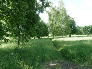 beauty in Nature, day, direction, environment, Field, Footpath, Grass, Green color, Growth, Land, landscape, Nature, no people, non-urban scene, outdoors, Plant, scenics-nature, trail, tranquil scene,