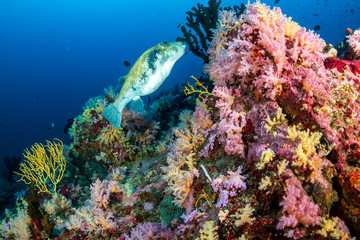 Naklejka na ściany i meble Healthy, Colorful, tropical coral reef