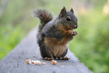 Naklejka na ściany i meble Squirrel in Stanley Park
