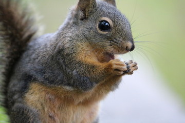 Squirrel in Stanley Park