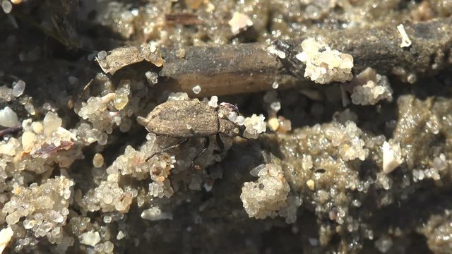 Small beetle sits in sand in forest. Close-up of an insect. Bug sits on ground on summer meadow