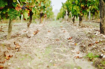 Fototapeta na wymiar between rows of vines in Bordeaux vineyard on a foggy autumn morning 