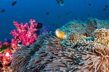 Naklejka na ściany i meble Skunk Clownfish on a healthy tropical coral reef