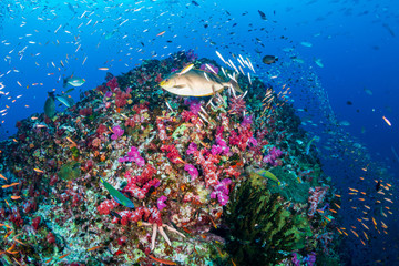Tropical fish swimming around a healthy, colorful tropical coral reef
