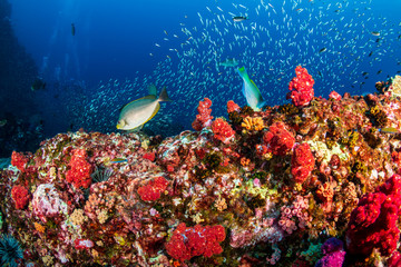 Obraz na płótnie Canvas Beautiful, colorful, healthy tropical coral reef