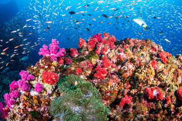 Tropical fish swimming around a healthy, colorful tropical coral reef