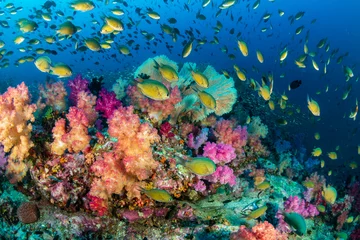 Poster Kleurrijke tropische vissen zwemmen rond een gezond, bloeiend koraalrif © whitcomberd