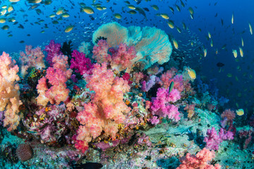 Fototapeta na wymiar Beautiful, colorful, healthy tropical coral reef