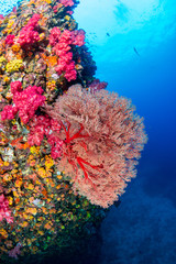 Beautiful, colorful tropical coral reef