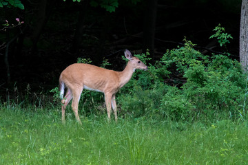Whitetail Deer 10