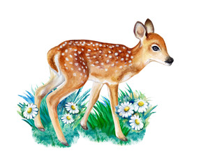 Spotted fawn with camomile flowers isolated on white background. Deer. Watercolor. Illustration. Template. Handmade. Image. Picture