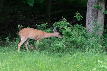 Whitetail Deer 8