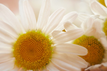 Obraz premium chamomile close up