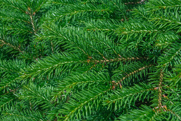 background of coniferous evergreen spruce forests