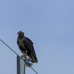 The Turkey Vulture (cathartes aura), also known as the Turkey Buzzard, John Crow or Carrion Crow - Peninsula de Zapata National Park / Zapata Swamp, Cuba