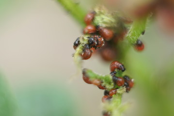  The Larvae Of Colorado Beetle On Potato Leaves Close Up     