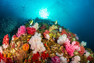 Beautiful, colorful tropical coral reef in Myanmar