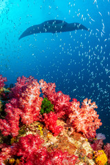 Huge Oceanic Manta Ray swimming over a colorful, healthy tropical coral reef
