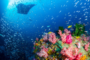 Fototapeta na wymiar Oceanic Manta Ray swimming over a colorful, healthy tropical coral reef