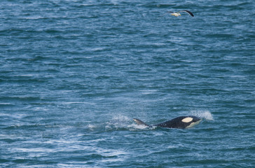 Fototapeta premium Orca attacking sea lions, Patagonia Argentina